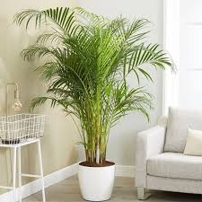 Areca Palm, Chrysalidocarpus lutescens (Indoor) ceramic pot  { 1..2m/1.3m }